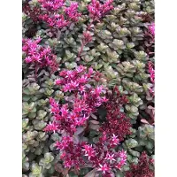 GRDplanten 6 x Sedum spur. 'Fuldaglut' - Fettblatt - Topf 9 x 9 cm