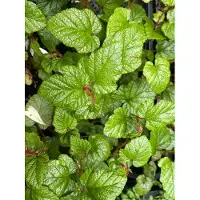 GRDplanten 12 x Rubus tricolor - Chinesische Brombeere - Topf 9 cm x 9 cm