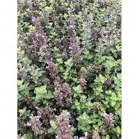 GRDplanten 6 x Nepeta hybr. 'Purrsian Blue' - Katzenminze - Topf 9 x 9 cm