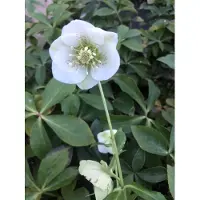 Brandless 6 x Helleborus or. Pretty Ellen White - Nieswurz - topf 9 x 9 cm
