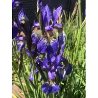 GRDplanten 6 x Iris sib. 'Blue King' - Schwertlilie - Topf 9 x 9 cm