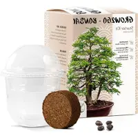 LTPRTZ Bonsai-Starter-Set – Pflanzen-Set – Eigenen Baum ziehen – Inklusive E-Book – 15 x 15 x 10 cm
