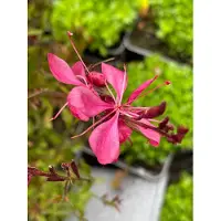 GRDplanten 6 x Gaura lindh. 'Tutti Frutti'( oenothera lindh.) - Gaura - Topf 9 x 9 cm