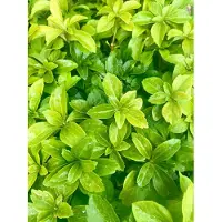GRDplanten 12 x Pachysandra terminalis - Boden-Ackerschachtelhalm - Topf 9 cm x 9 cm