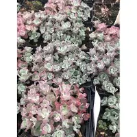 GRDplanten 6 x Sedum spath. 'Purpureum' - Fettblatt - Topf 9 x 9 cm