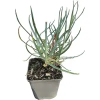 GRDplanten 6 x Dianthus grat. 'Eydangeri' - Nelke - Topf 9 x 9 cm