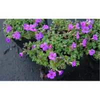 GRDplanten 6 x Aubrieta hybrida 'Hamburger Stadtpark' - Blaukissen - Topf 9 x 9 cm