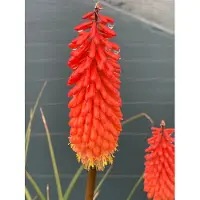 Brandless 6 x Kniphofia 'Alcazar' - Fackellilie im Topf 9 x 9 cm