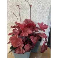 GRDplanten 6 x Heuchera 'fire chief - Purpurglöckchen - Topf 9x9 cm
