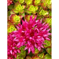 GRDplanten 6 x Sedum spur. 'Schorbuser Blut' ( 'dragons blood') - Fettblatt - Topf 9 x 9 cm