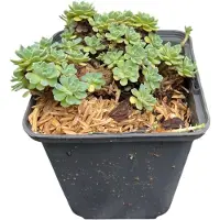 GRDplanten Sedum pachyclados - Fettblatt Angelina - Topf 9 x 9 cm
