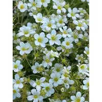 GRDplanten 6 x Saxifraga (a) 'Schneeteppich' - Moos Steinbrech - Topf 9 x 9 cm