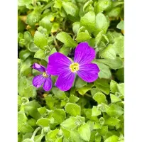 GRDplanten 6 x Aubrieta hybrida 'Cascade Blue' - Blaukissen - Topf 9 x 9 cm