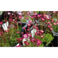GRDplanten 6 x Saxifraga (a) 'Bluetenteppich' - Moos Steinbrech - Topf 9 x 9 cm