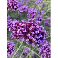 Brandless 6 x Argentinisches Eisenkraut - Verbena bonariensis - Topf 9cm x 9cm