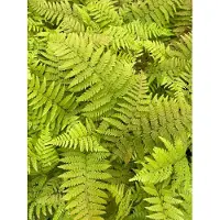 GRDplanten 6 x Polystichum braunii - Brauns Schildfarn - Topf 9 x 9 cm