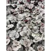 GRDplanten 6 x Heuchera hybr. 'Silver Scrolls' - Purpurglöckchen - Topf 9x9 cm