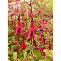GRDplanten 6 x Fuchsia hybr. 'Riccartonii' - Fuchsie - Topf 9 x 9 cm