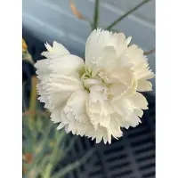 GRDplanten 6 x Dianthus (p) 'Devon Cream' - Nelke - Topf 9 x 9 cm