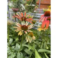 Brandless 6 x Echinacea purpurea 'Cheyenne Spirit' - Sonnenhut - Topf 9 x 9 cm