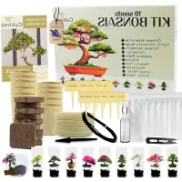 LTPRTZ Bonsai-Anzuchtset – Miniatur-Bäume – Pflanzenanbau – 10 seltene Sorten – 10 Sets – Natürlich
