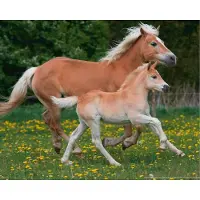 Papermoon Fototapete "Horses", bunt, B:3,5m L:2,6m, Vlies, Tapeten, Fototapete