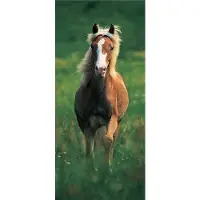 Papermoon Fototapete "Haflinger Horse - Türtapete" matt
