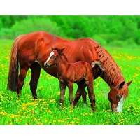 Papermoon Fototapete "Horses", bunt, B:2,5m L:1,8m, Vlies, Tapeten, Fototapete